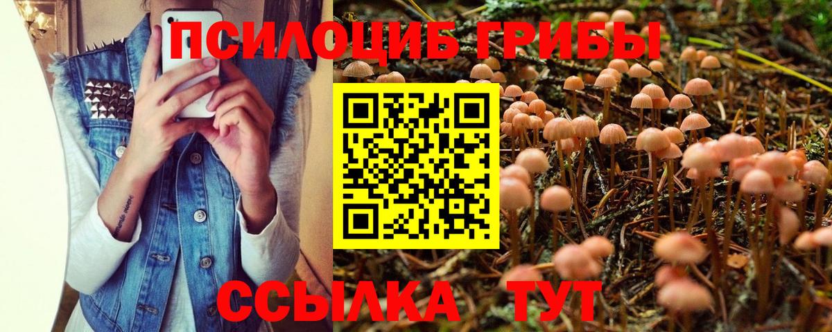 Псилоцибиновые грибы Psilocybe  Вход с VPN  Назарово 